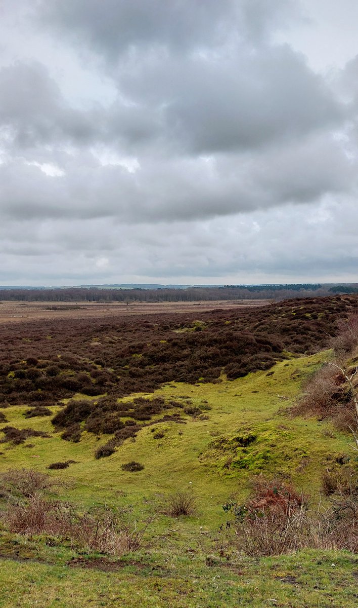 mycathardy's tweet photo. View across Roydon Common, West Norfolk. The air was full of skylarks' song. Lapwings there too. #NWT #groundnesting #birds https://t.co/ajdBLgj1ZK