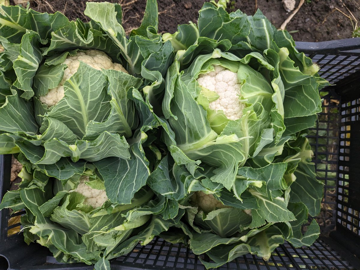 Jack Scott tweet media