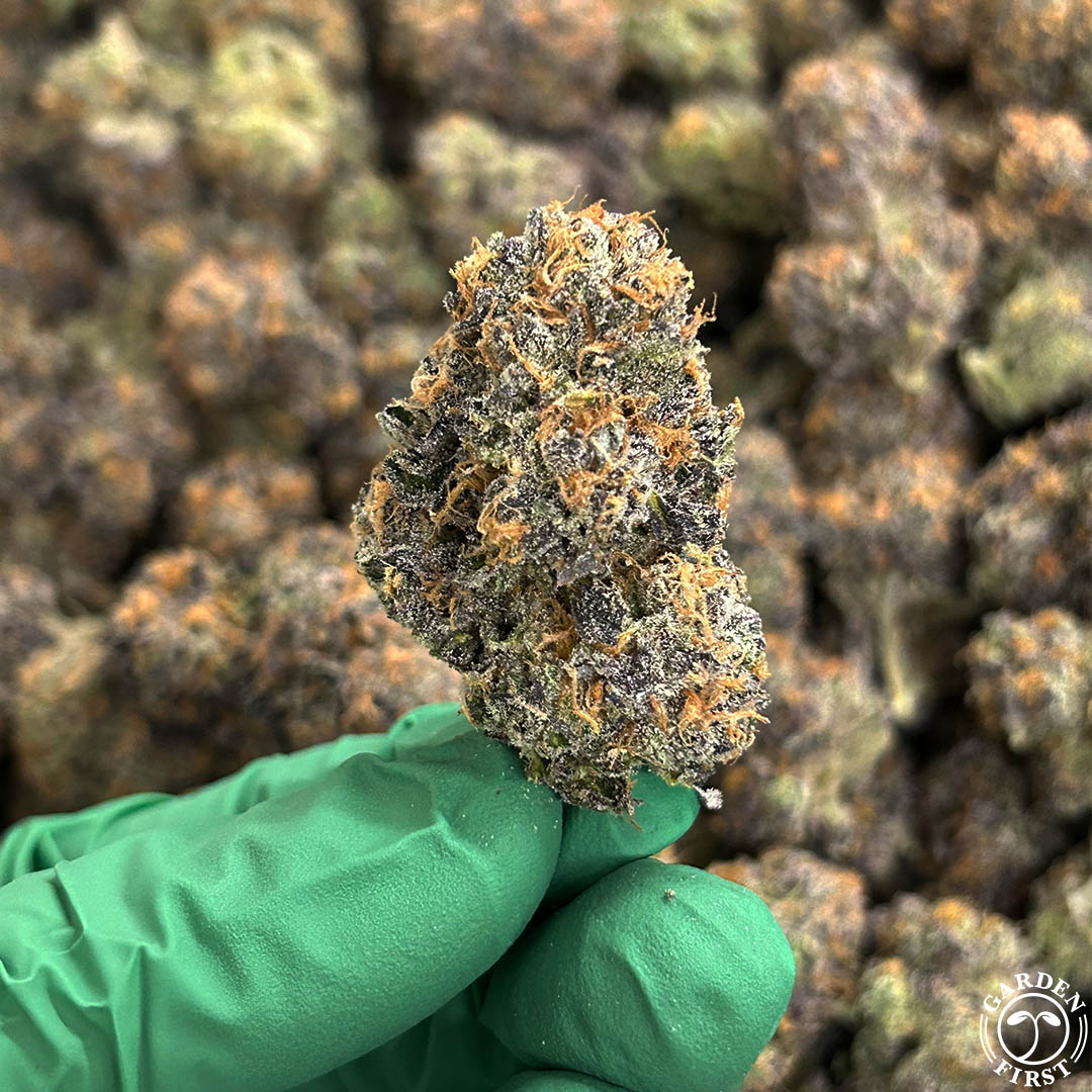 GardenFirstLLC's tweet photo. The name speaks for itself!🎂 💣

We are beyond stoked on our newest round of Cake Bomb! Highly recommended.

#gardenfirst #cakebomb #1percentfortheplanet #hightimes #puffpack #puffking #puffjr #oregoncannabis #cake #bomb #marijuanacommunity #weedlife #fire https://t.co/LjYaQjczhV