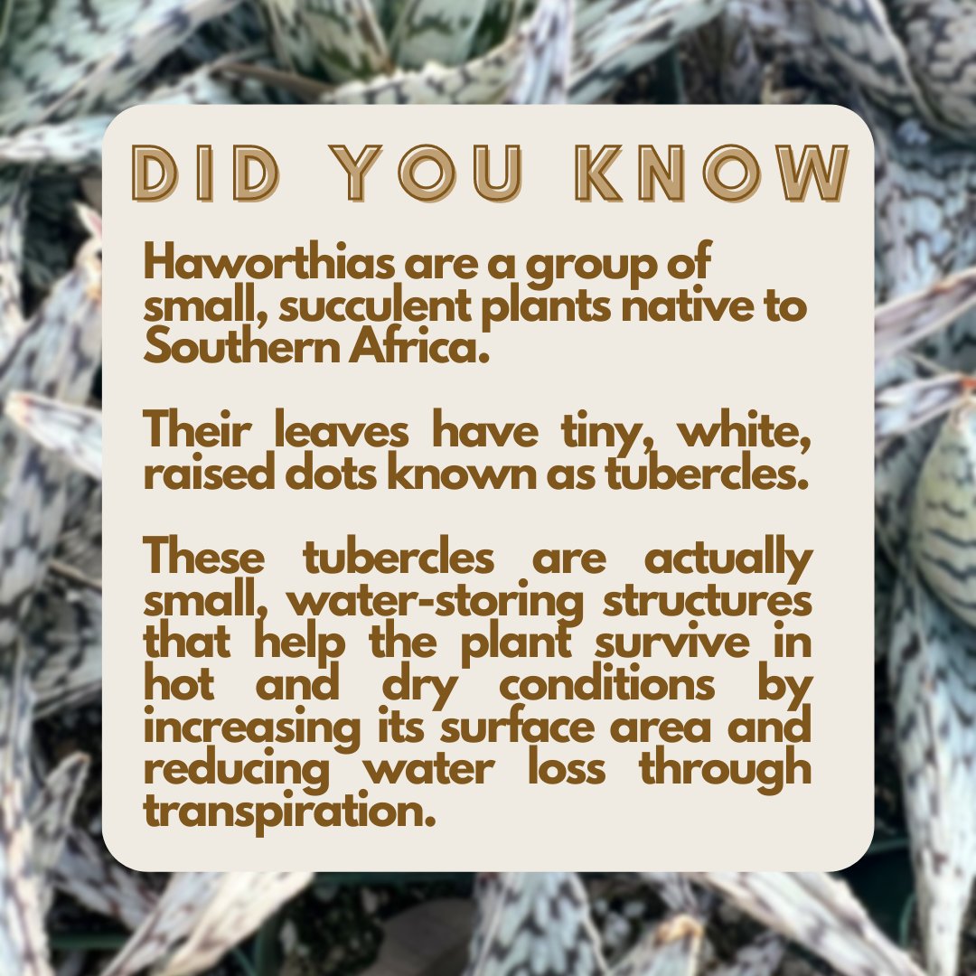 Articulture Designs tweet media