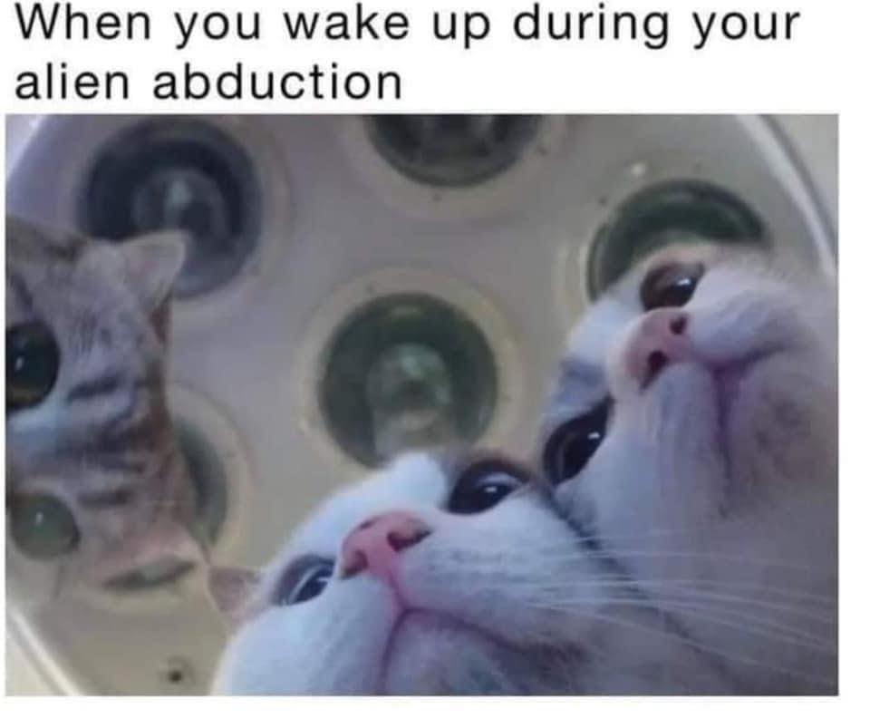 envoluted's tweet photo. #CATARMY #TwitterKitty
Prepare Yourselves Hoomans.
This will not end well for you. https://t.co/cJhLRz5yhL