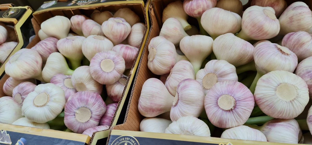 elbefruit's tweet photo. On Fridays we like to stay #FRESH ! Contact us for more info. regarding our #delicious &amp; #fresh Egyptian Garlic! https://t.co/5medEYPY8f