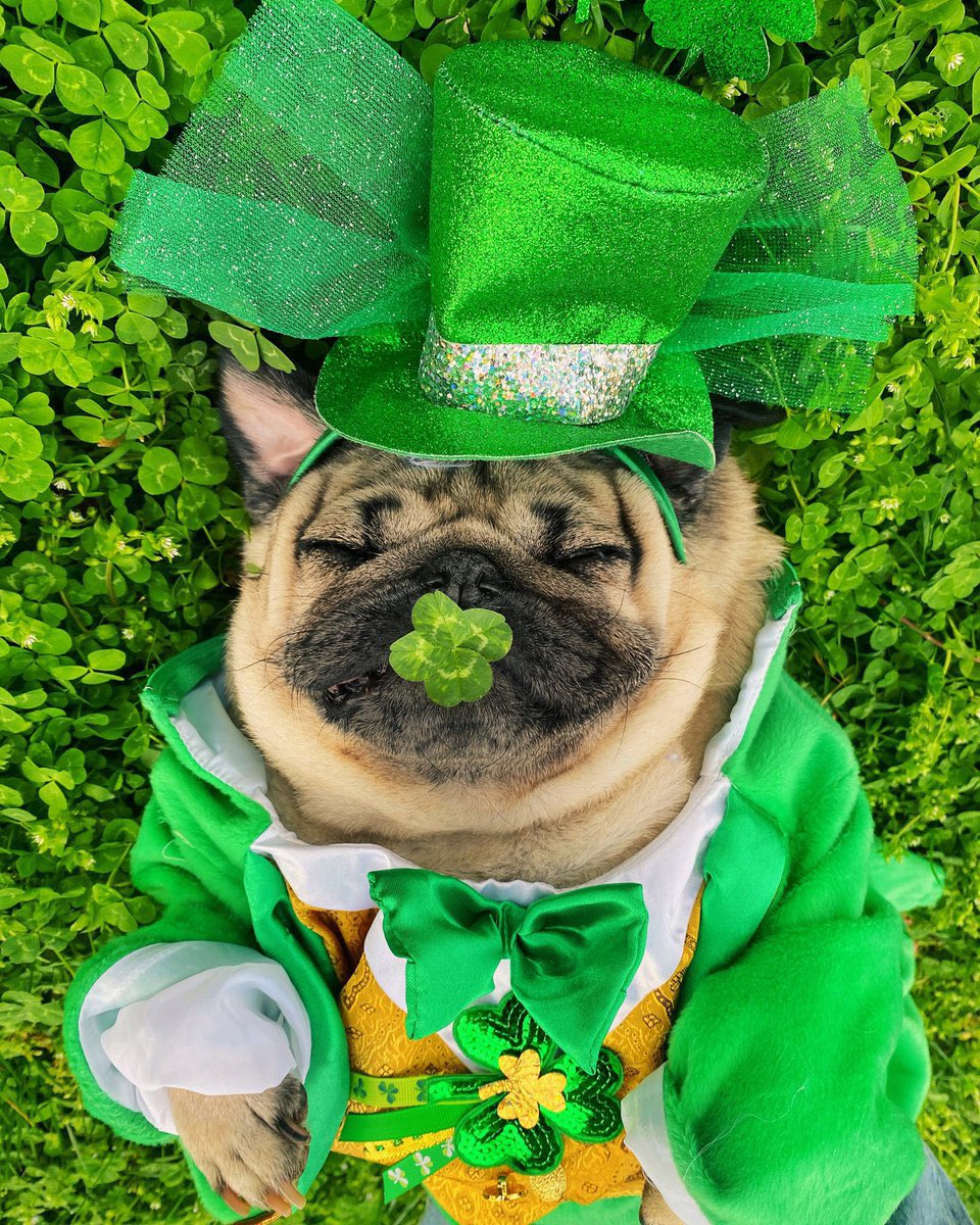 itsdougthepug's tweet photo. HAPPY ST. PUGGY’S DAY! MAY THE LUCK OF THE PUGGIES BE WITH U! 🍀 https://t.co/6tTAflo5EO