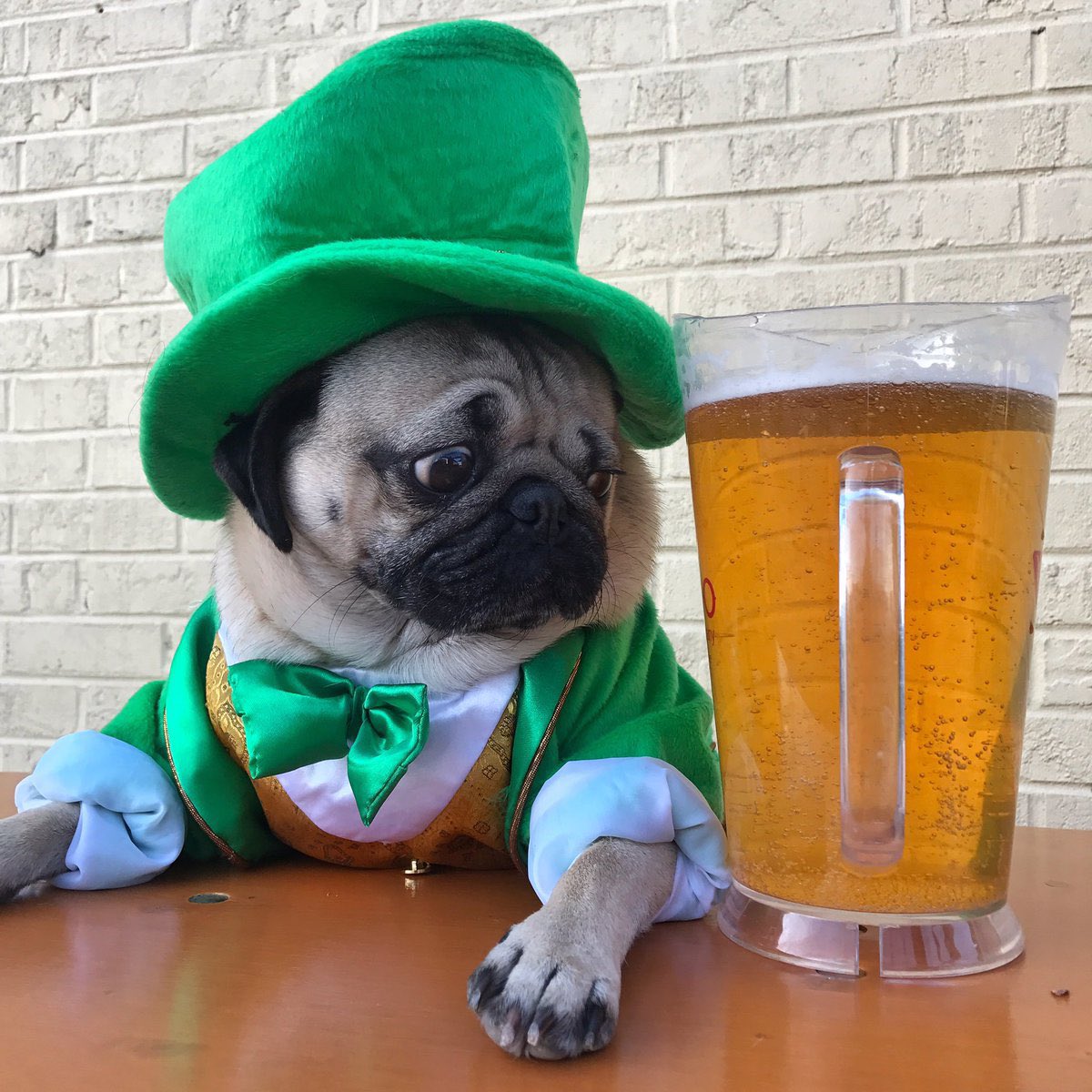 itsdougthepug's tweet photo. HAPPY ST. PUGGY’S DAY! MAY THE LUCK OF THE PUGGIES BE WITH U! 🍀 https://t.co/6tTAflo5EO