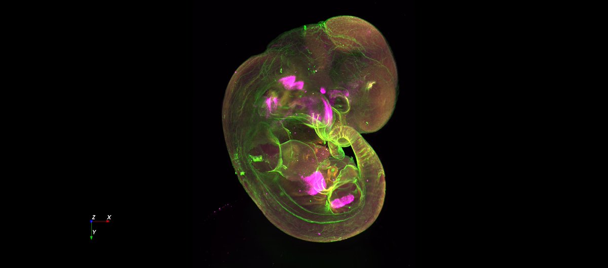 edwardlachica3's tweet photo. Happy #fluorescenceFriday nerds. E12.5 mouse embryo courtesy of @AlexKoomz @MonashUni shot with a @3i_inc lightsheet microscope for #cleared_tissue https://t.co/iWusJlnbRu