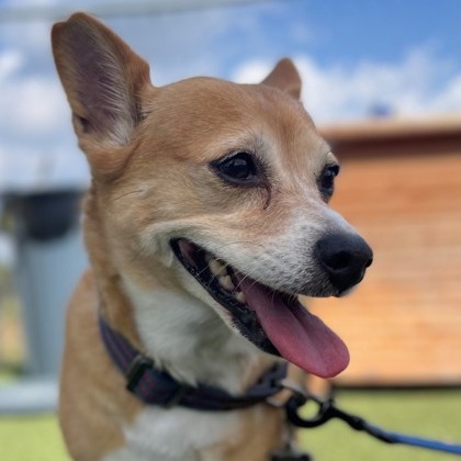 Humane_SLC's tweet photo. 🍀 FREE ADOPTIONS 🍀

Our pups are feelin' lucky today! So, we are offering waived adoption fees on all of our dogs TODAY and TOMORROW. This means that you and your new best friend could go home together for $0. How exciting! 

#adoptpurelove https://t.co/HVXeXIRIlB