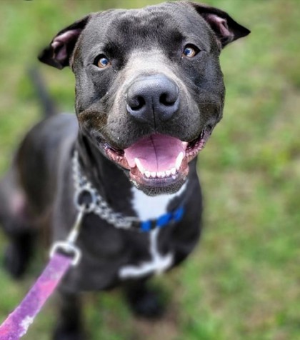 Humane_SLC's tweet photo. 🍀 FREE ADOPTIONS 🍀

Our pups are feelin' lucky today! So, we are offering waived adoption fees on all of our dogs TODAY and TOMORROW. This means that you and your new best friend could go home together for $0. How exciting! 

#adoptpurelove https://t.co/HVXeXIRIlB