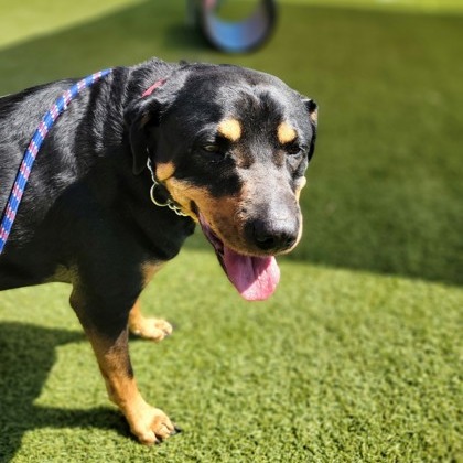 🍀 FREE ADOPTIONS 🍀

Our pups are feelin' lucky today! So, we are offering waived adoption fees on all of our dogs TODAY and TOMORROW. This means that you and your new best friend could go home together for $0. How exciting! 

#adoptpurelove