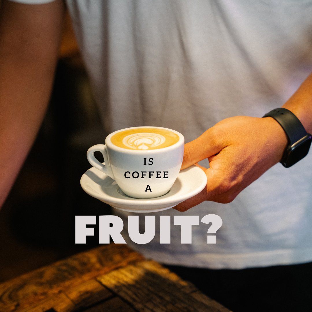 Kaffeekommune's tweet photo. Is coffee a fruit!? As the lovely @tornqvistcoffee once claimed?
I would answer: Coffee is coffee and fruit is fruit! But coffee can taste like a fruit, and a fruit can not taste like coffee... If I am wrong: TELL ME THE NAME OF THIS FRUIT! I NEED IT NOW!
.
#kaffeekommune https://t.co/sikCJcV7NY