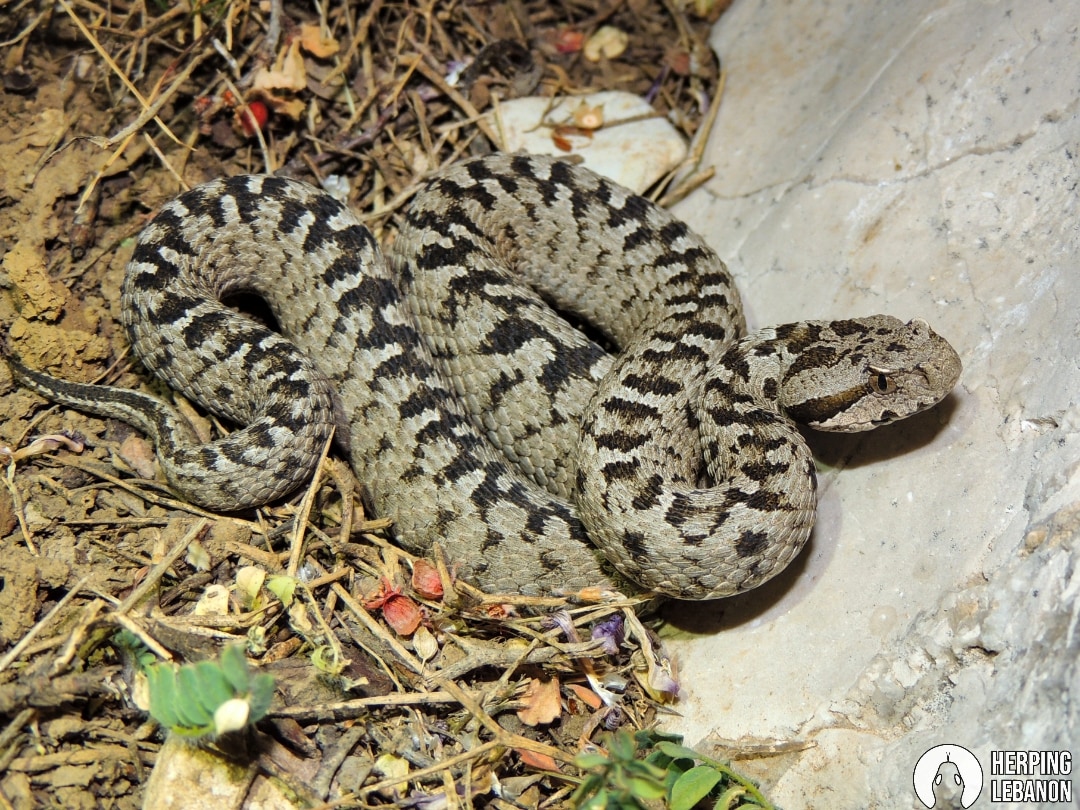 HerpingLebanon's tweet photo. Endangered male Lebanon Viper (Montivipera bornmuelleri).
#herpinglebanon #snakesoflebanon #snake #herpetology #hereptofauna #endangered #endangered_species #iucn #WildlifeConservation https://t.co/QrpiArjYsJ