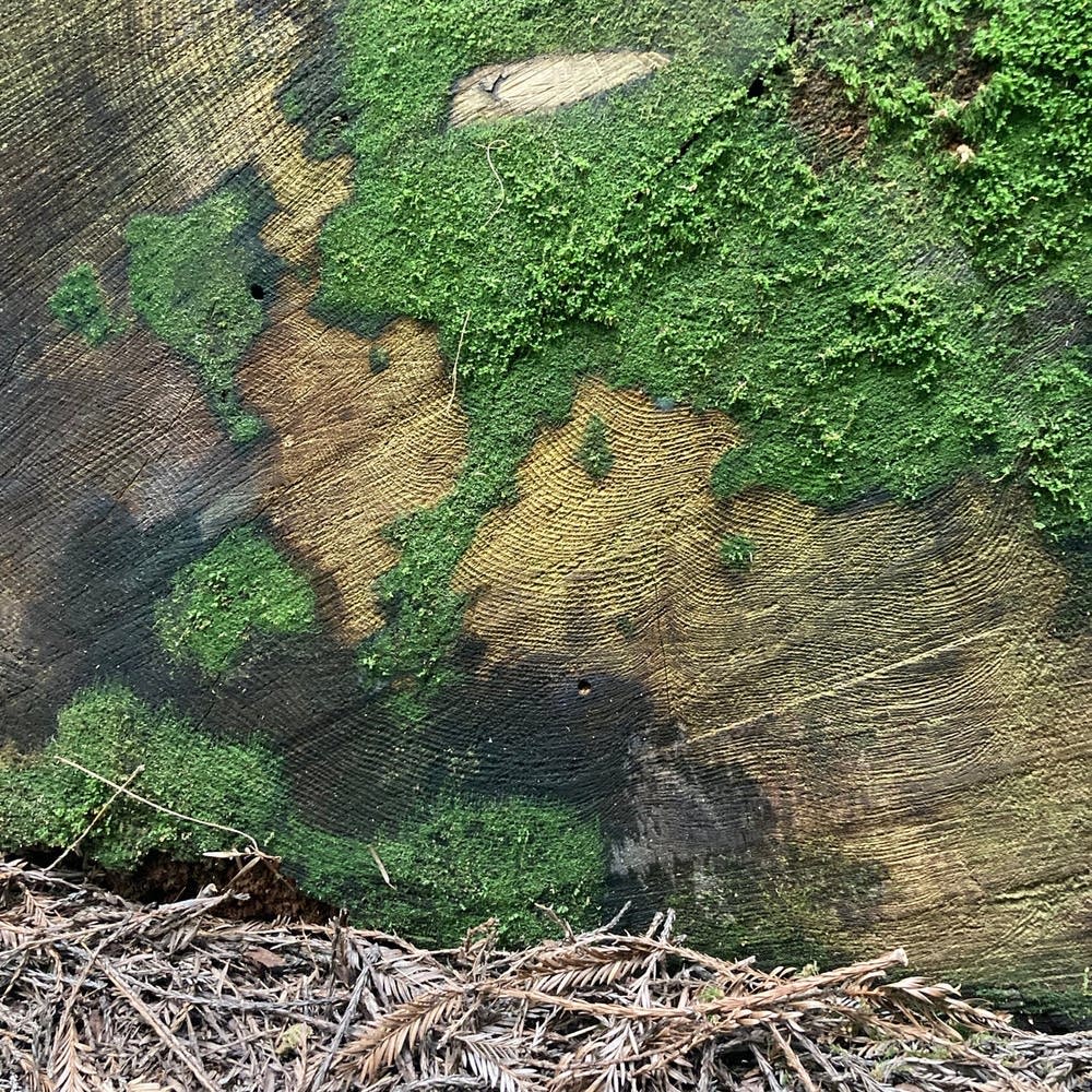 Friday's Song of the Day is "At Bat" from <a href="/abywolf/">A B Y W O L F</a>’s EP, Dream Fruit, out now. The song reflects on showing up and sharing your gifts.

Catch Aby Wolf at Red Eye Theater on Saturday, March 25th.

Listen to the song and download for free below: 
thecurrent.org/episode/2023/0… #SOTD