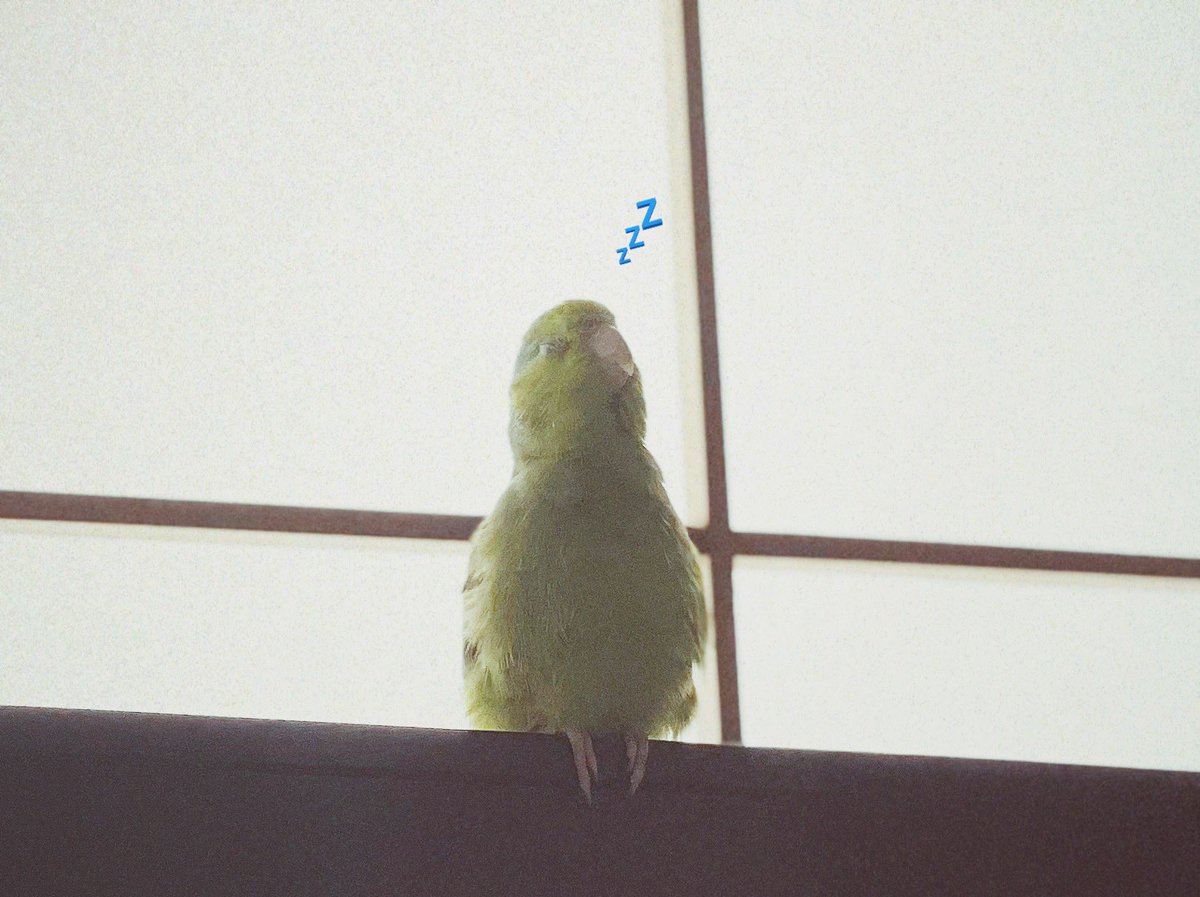 __Rhodamo's tweet photo. コトリネムル

#マメルリハ #豆瑠璃羽
#PacificParrotlet https://t.co/y5OyyuIhaZ