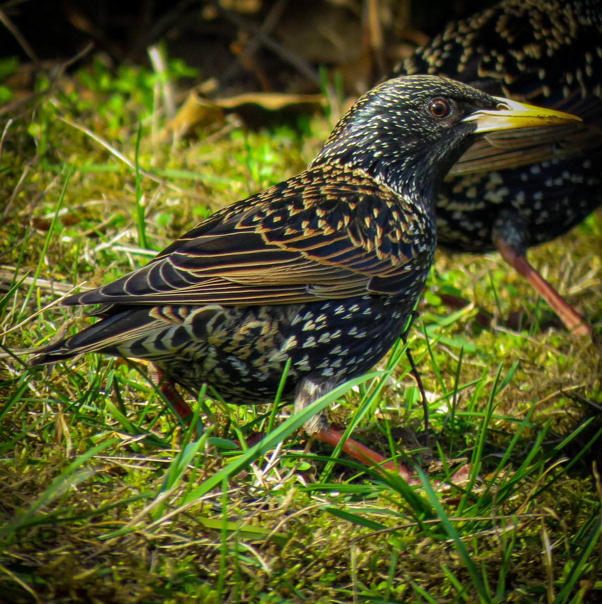 Brad Wildlife Photographer on Twitter "Photographed in Nanaimo. All the European Starlings in