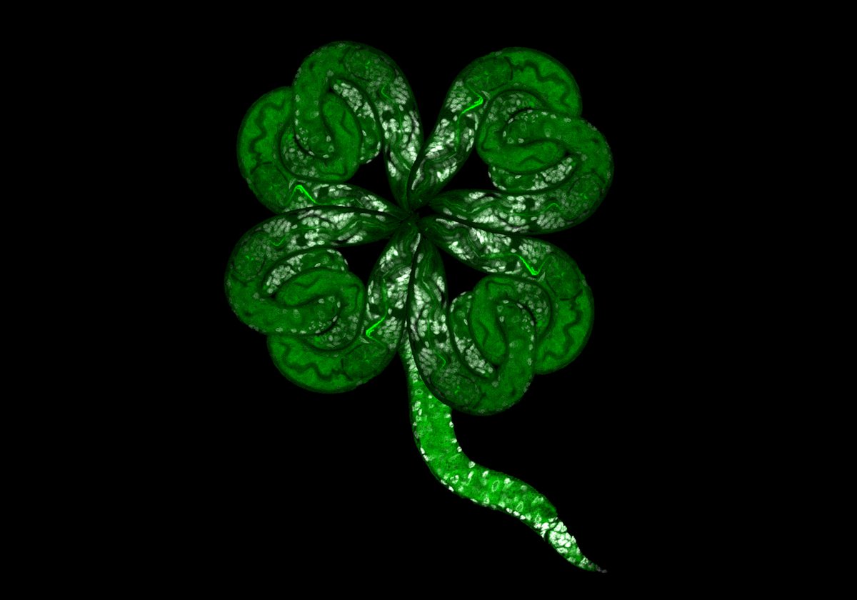 Happy St. Patrick’s Day! #FluorescenceFriday #celegans #stpatricksday #clover #microart #microscopy  @MDIBL_LMF @MDIBL