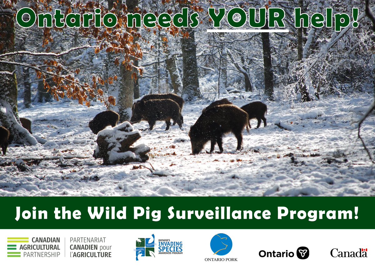 invspecies's tweet image. We need YOUR help detecting invasive wild pigs (Sus scrofa) in Ontario!

Wild pigs cause severe damage to the environment and economy by competing with native species, destroying agricultural crops, and potentially spreading diseases such as African Swine Fever.