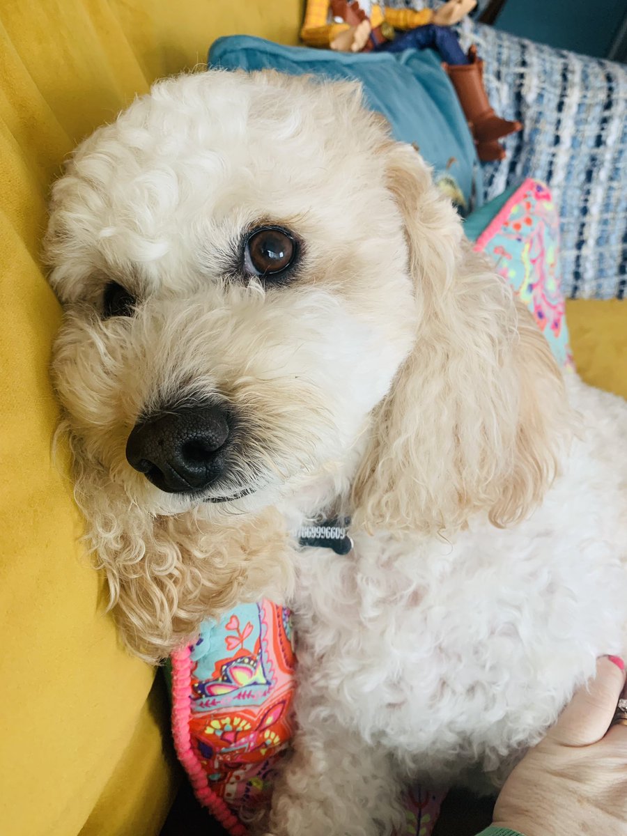 Pooped after my walk, Happy St. Patrick’s Day to all my chums and special diddly dee shout out to my cousin <a href="/Bailey1Cameron/">Bailey Cameron (Me is a girl)</a>