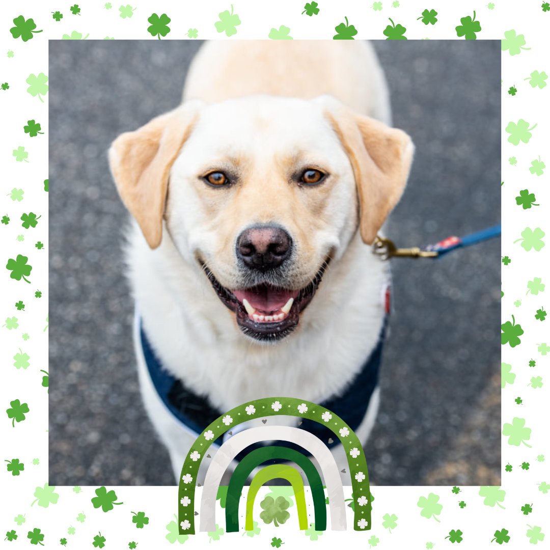 LibertyConcord's tweet photo. "May love &amp; laughter light your days &amp; warm your heart &amp; home. May good &amp; faithful friends be yours, wherever you may roam. May peace &amp; plenty bless your world with joy that long endures. May all life's passing seasons bring the best to you and yours!" ~Irish blessing 🍀 https://t.co/b46FPU9ywH