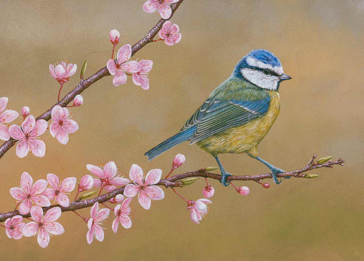 Sharing my painting of a blue tit perched on cherry blossom to celebrate the first day of spring with you 🎨🖌🌸
#springequinox #firstdayofspring #birdartprint #spring #wildlifeartwork