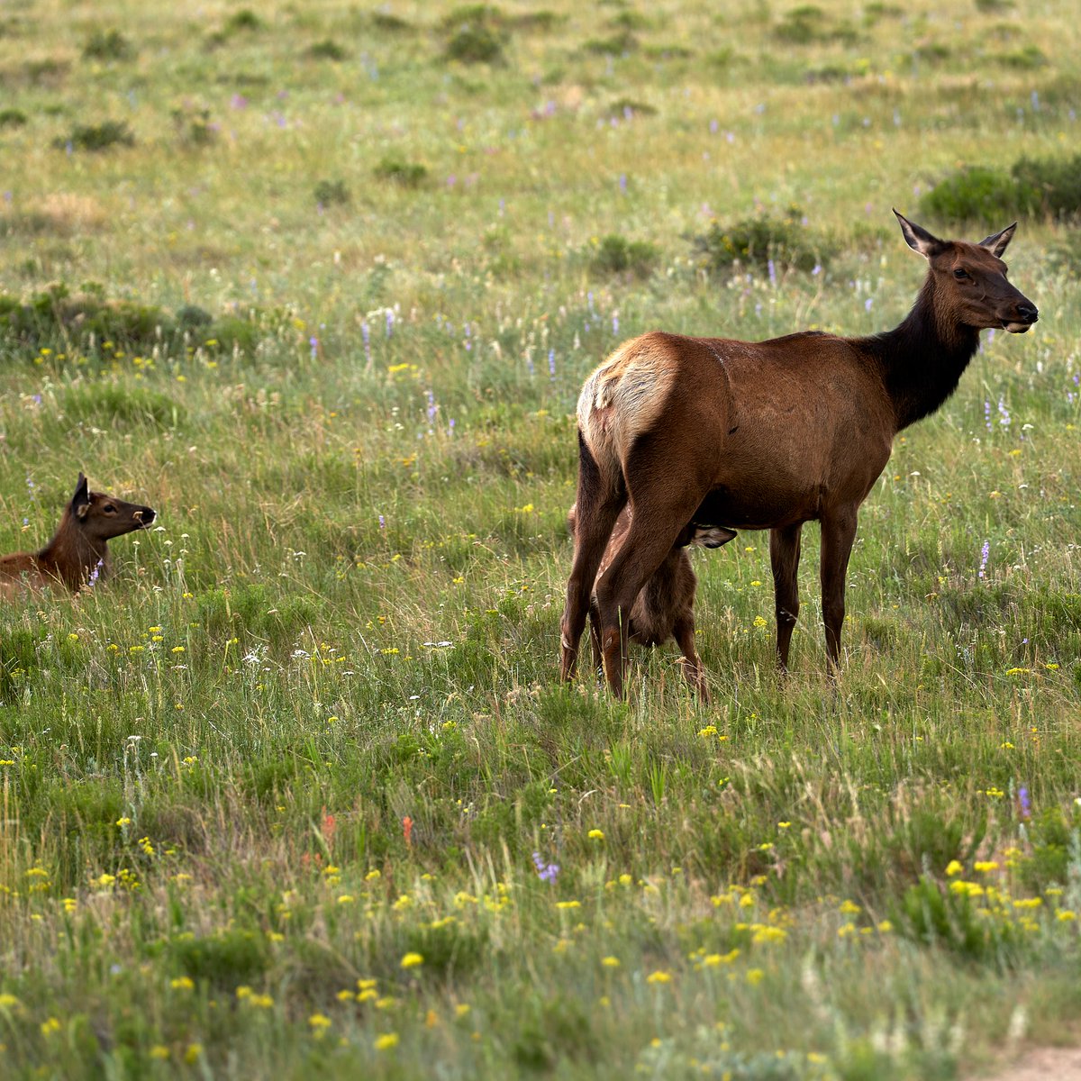 BrittanyKruebbe's tweet image. One lil fawn catching a meal, the other catching a nap. More elk for yall, happy Friday!

#beAlpha #alphacollective #elk #explorecolorado #adventureawaits #justgoshoot #getoutdoors #wildlifeaddicts #wildlifephotography #wildlifephotographer