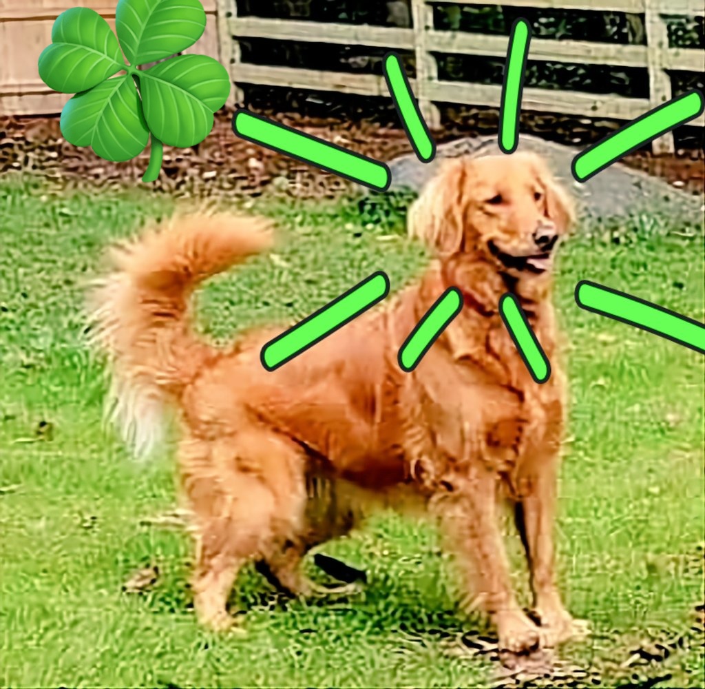 Molly says
 "Happy St. Patty's Day"