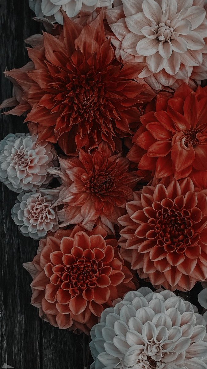 ݁ 𝐦𝓳 ゛𝓹𝖺͟𝗋͟𝗄͟𝖾͟𝗋 . tweet media