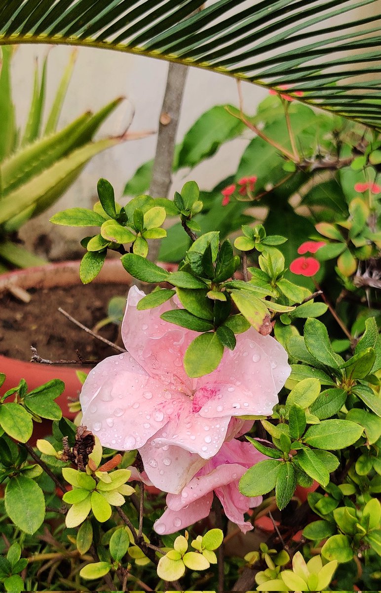 samwham6's tweet photo. #RhododendronSchlippenbachii aka #royalazalea, a species of #Rhododendron native to the #KoreanPeninsula & adjacent regions of #Manchuria (#Liaoning #NeiMongol) #Japan & #RussianFarEast. It's the dominant understory shrub in Korean hillside forests at 1300–4900 ft altitude. https://t.co/VLGEOIgxIp