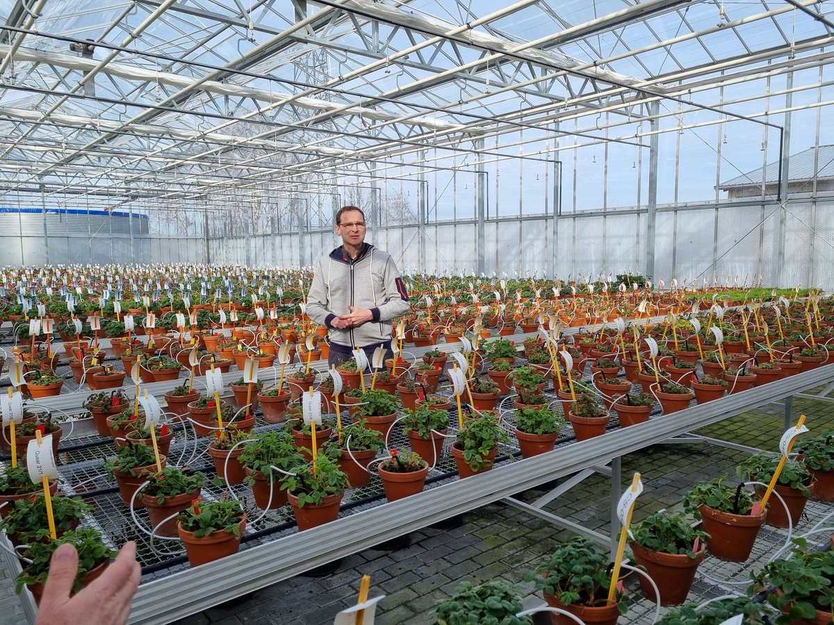 Klaus Olbricht and his 200 years old  Gunter Staud Gunter Staud #strawberry collection, part of the BreedingValue project.