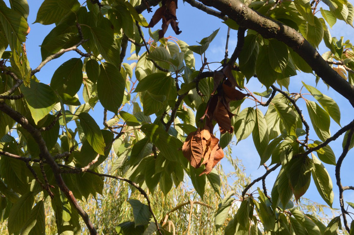 ☘ Happy St. Patrick's Day! ☘ Here are some lush, green snaps taken by the great budding photographers in <a href="/Forest_HillSch/">Forest Hill School</a> Click Club! 📷 #fhsandproud