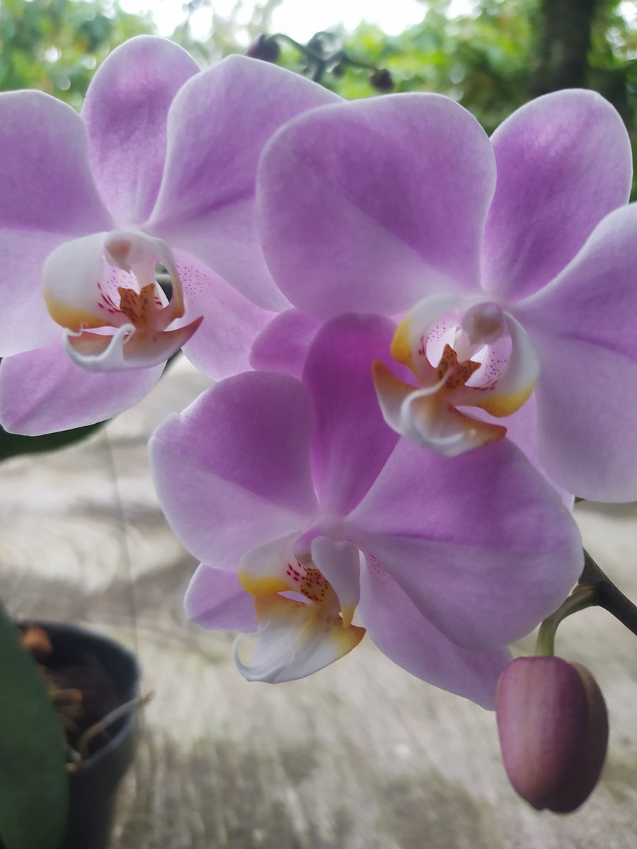 rofi_amd's tweet image. Anggrek Bulan beutiful