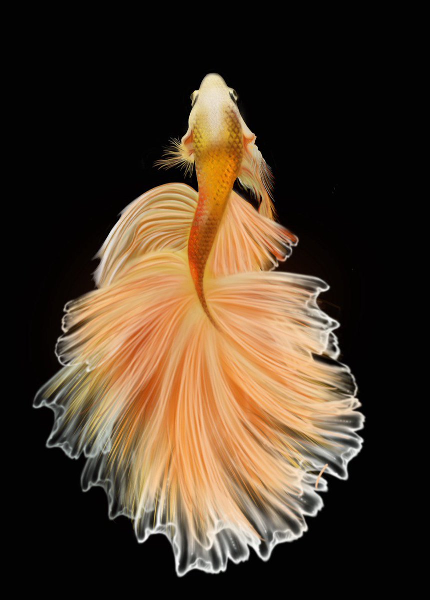 Goldfish.  Would fulfill my wishes...