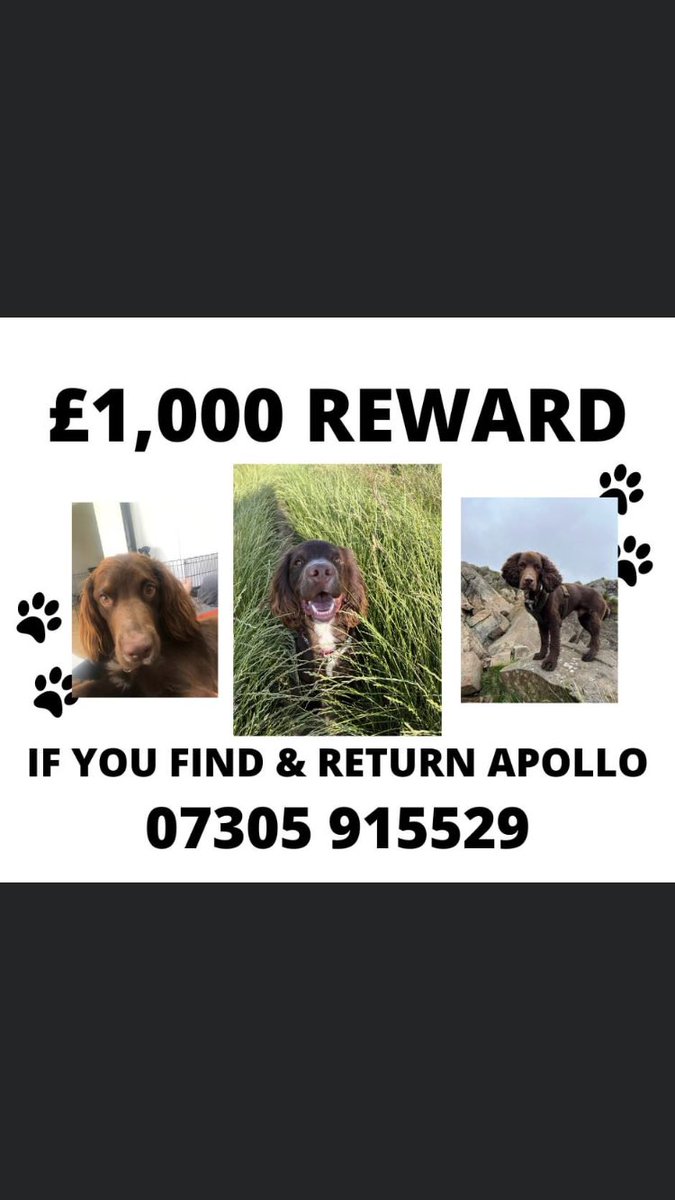 RachaelB100's tweet photo. Today Apollo is 2
Sadly still #Missing 
#findapollo 

He needs to be Found/Needs to go Home🙏

#Missing since 3/8/2022 #Haystacks #Cumbria #LakeDistrict #CA13
#SprockerSpaniel #Chipped #ScanThatChip #TheftByFinding 

FBK Group
https://t.co/K0QR9Ij2Aa
DL
https://t.co/F9kzYVucWs https://t.co/IJ0Rp3I07U