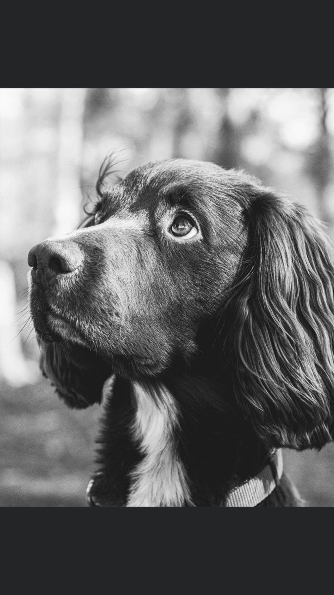 RachaelB100's tweet photo. Today Apollo is 2
Sadly still #Missing 
#findapollo 

He needs to be Found/Needs to go Home🙏

#Missing since 3/8/2022 #Haystacks #Cumbria #LakeDistrict #CA13
#SprockerSpaniel #Chipped #ScanThatChip #TheftByFinding 

FBK Group
https://t.co/K0QR9Ij2Aa
DL
https://t.co/F9kzYVucWs https://t.co/IJ0Rp3I07U