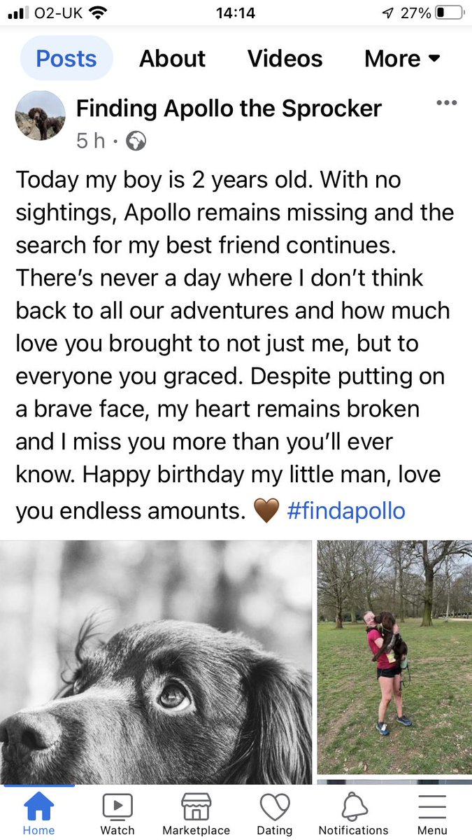 RachaelB100's tweet photo. Today Apollo is 2
Sadly still #Missing 
#findapollo 

He needs to be Found/Needs to go Home🙏

#Missing since 3/8/2022 #Haystacks #Cumbria #LakeDistrict #CA13
#SprockerSpaniel #Chipped #ScanThatChip #TheftByFinding 

FBK Group
https://t.co/K0QR9Ij2Aa
DL
https://t.co/F9kzYVucWs https://t.co/IJ0Rp3I07U