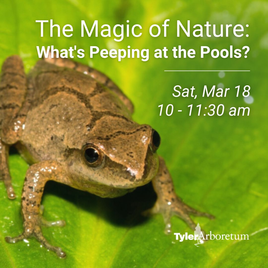 TylerArboretum's tweet image. Have you heard spring peepers? Tomorrow, we’ll be looking &amp;amp; listening for spring peepers as well as wood frog egg masses, &amp;amp; who knows what else we’ll find? Great for children 6-11, come out &amp;amp; enjoy The Magic of Nature! bit.ly/3yJEyGv

#delco #mainlinefamily #mainlinepa