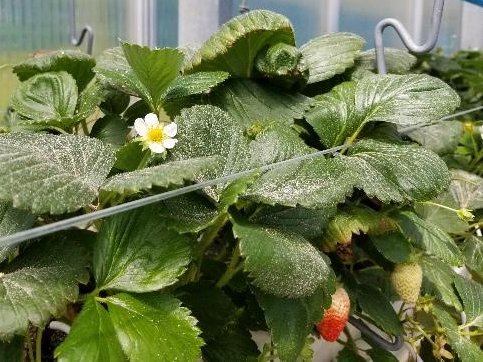 RoselyneLabbe's tweet image. What are your thoughts on having your managed bees deliver biological protective agents to crops? Could be a win-win IMHO. Now sharing details of our study using this strategy for control of pests on greenhouse strawberry.  Let me know what you think! 
link.springer.com/article/10.100…