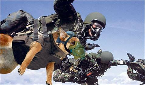 violetpilot1's tweet image. #FlyDog