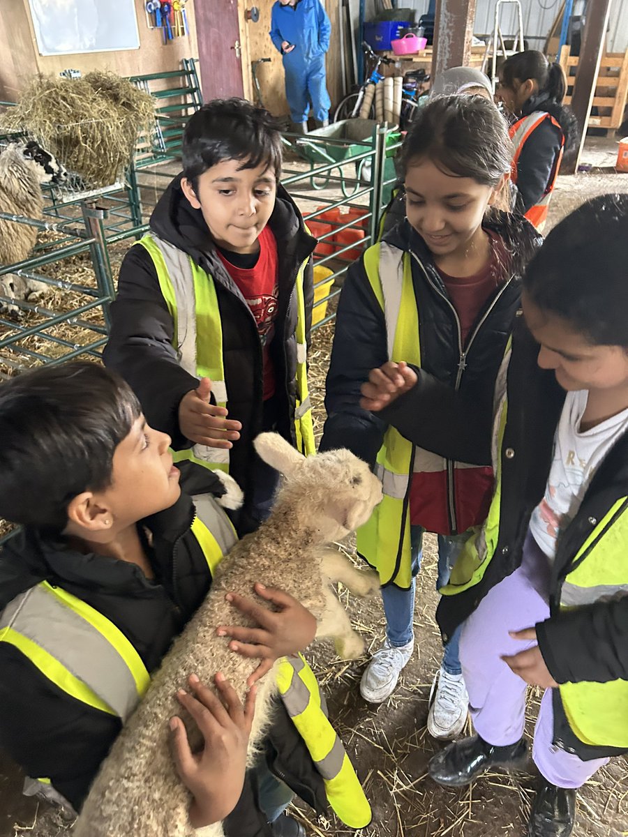 APSMissKR's tweet photo. Meeting the lambs @AndertonPark @LEAFEd_WM https://t.co/Yf5EQNZJgk