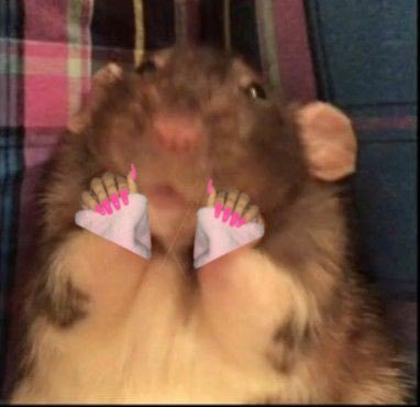 อัล💅《หลับรอควิซPt》 tweet media