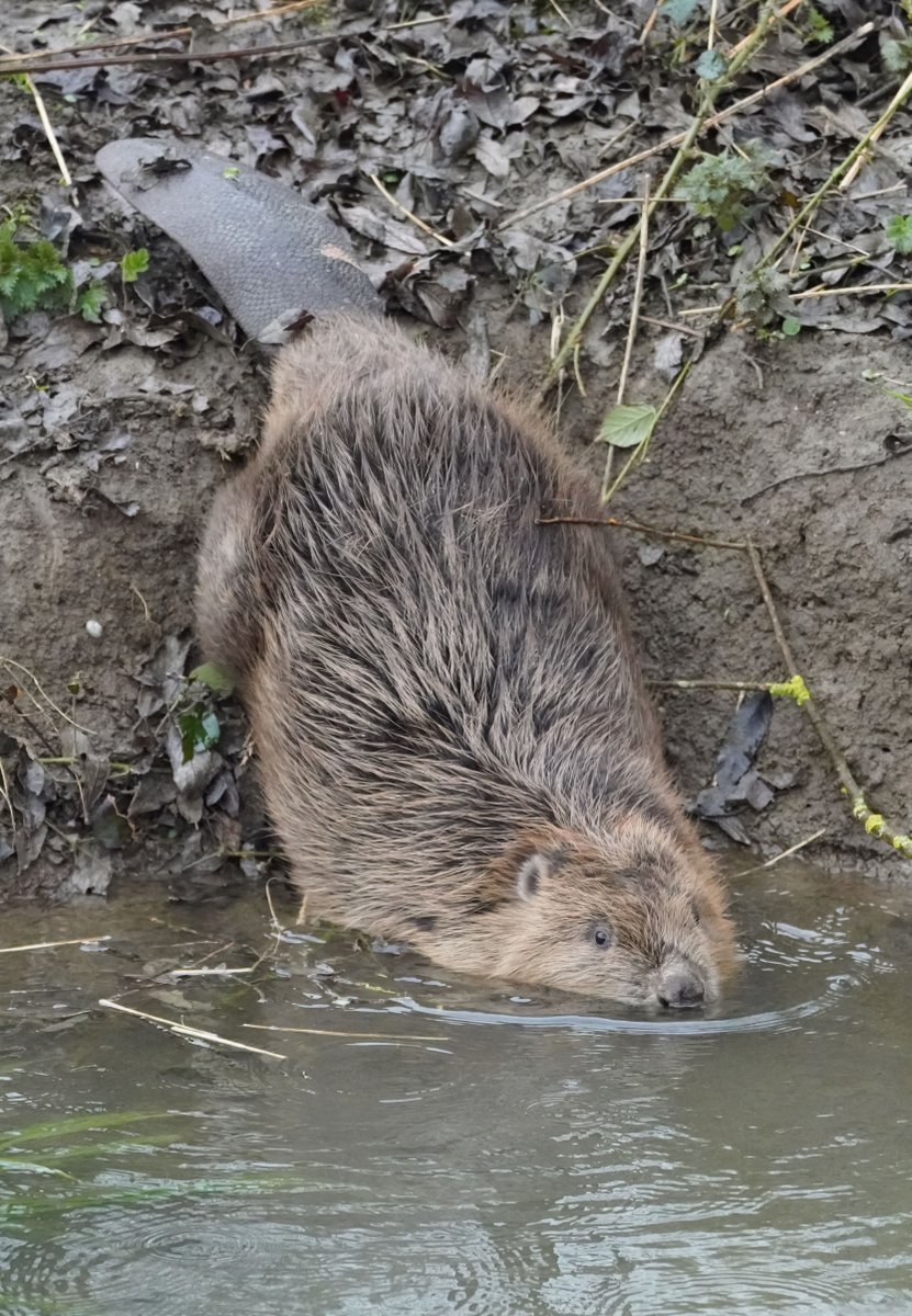 EnvAgencyAnglia tweet media