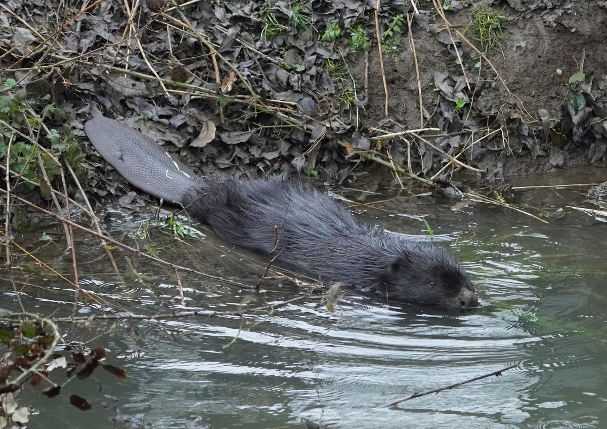EnvAgencyAnglia tweet media