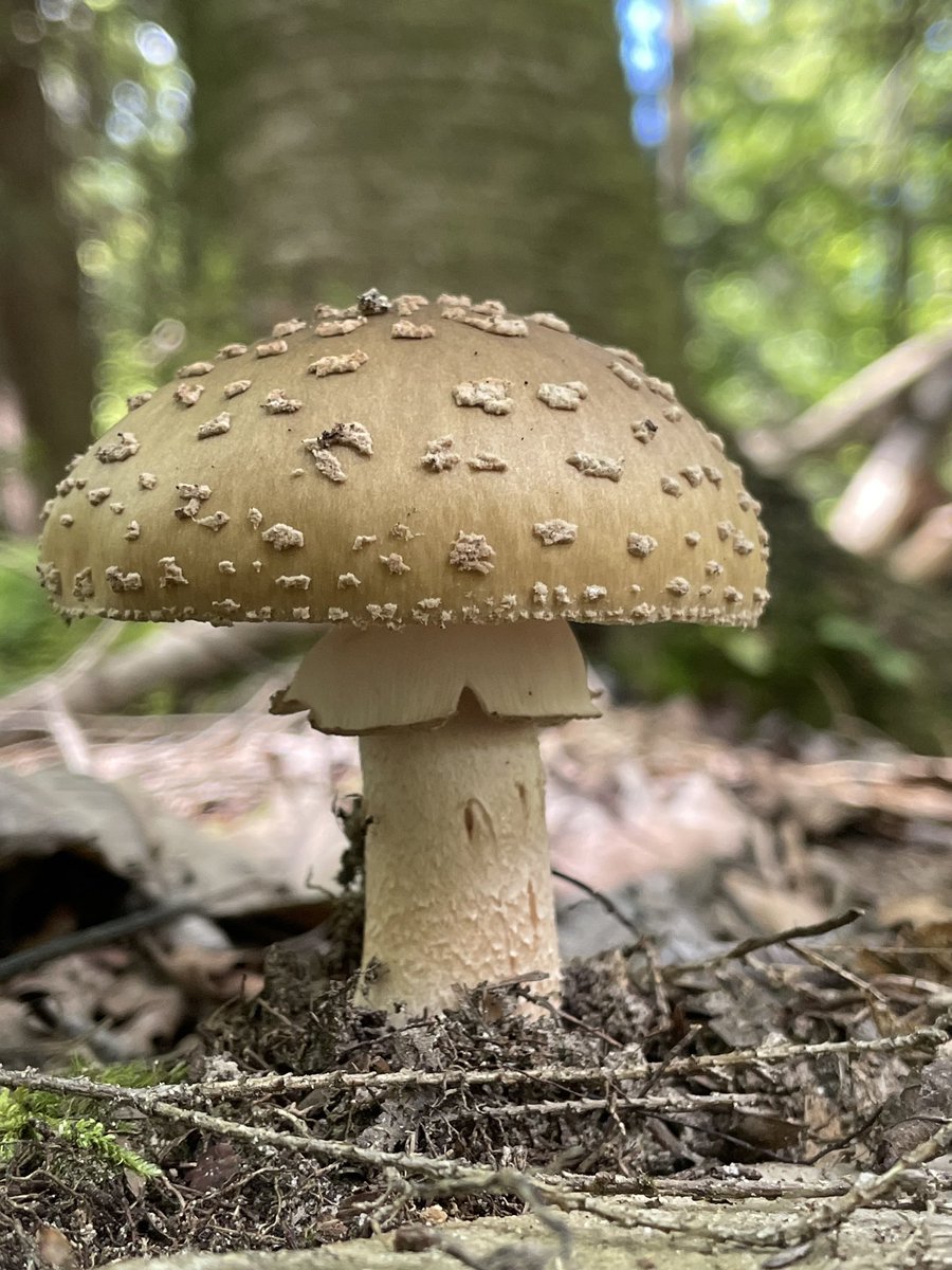 eetreehouses's tweet image. There is so much awesome Nature to be seen
at Ella’s Enchanted Treehouses!
eetreehouses.com
Come experience all of nature’s daily miracles! 
Book Today! #itsepic #enjoytheshow #treehouseshow #naturetime #forestfun #esploremore #adventureseekerswelcome #liveinthewoods