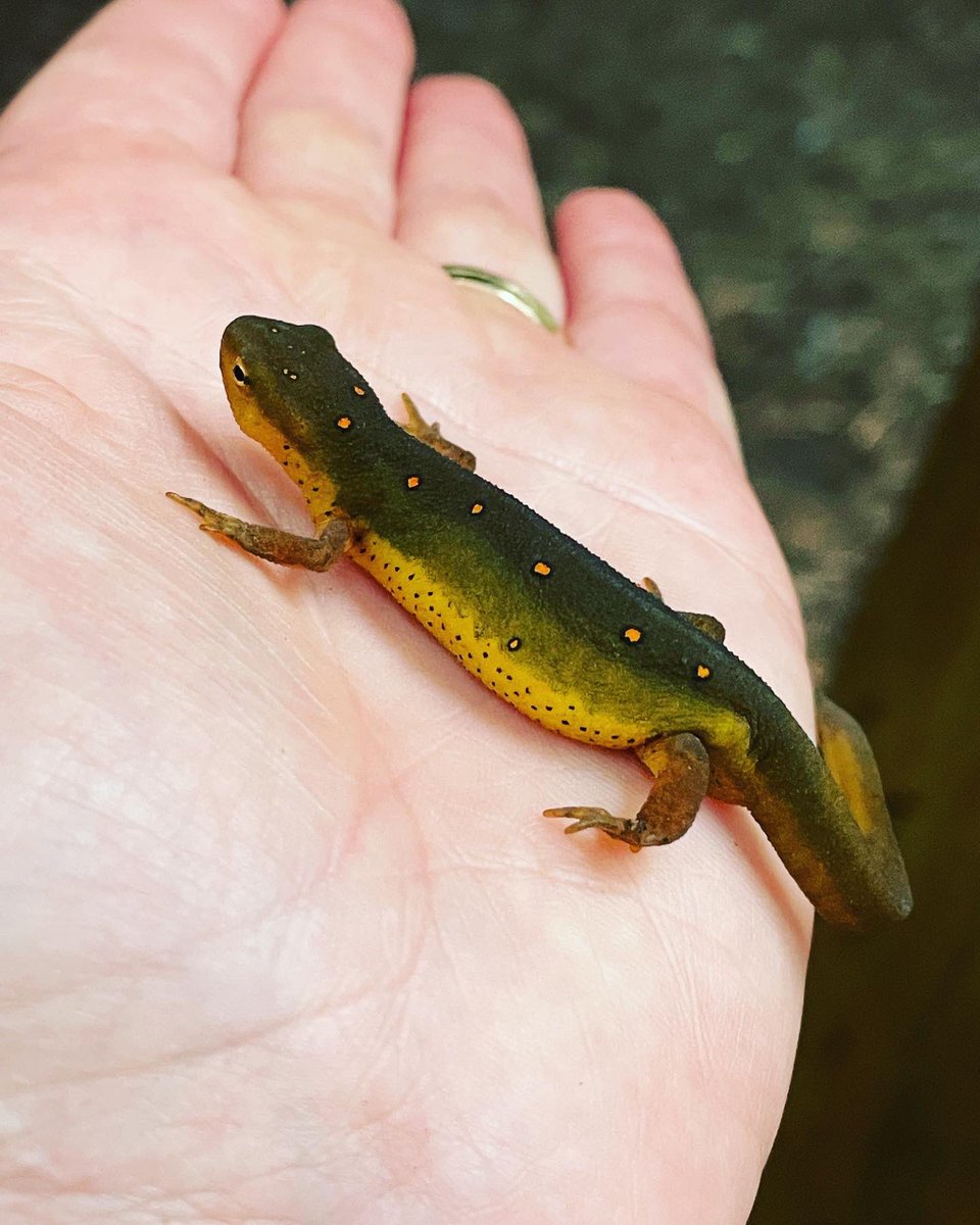 eetreehouses's tweet image. There is so much awesome Nature to be seen
at Ella’s Enchanted Treehouses!
eetreehouses.com
Come experience all of nature’s daily miracles! 
Book Today! #itsepic #enjoytheshow #treehouseshow #naturetime #forestfun #esploremore #adventureseekerswelcome #liveinthewoods