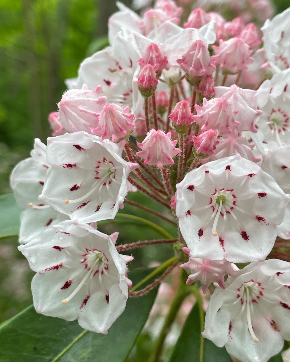 eetreehouses's tweet image. There is so much awesome Nature to be seen
at Ella’s Enchanted Treehouses!
eetreehouses.com
Come experience all of nature’s daily miracles! 
Book Today! #itsepic #enjoytheshow #treehouseshow #naturetime #forestfun #esploremore #adventureseekerswelcome #liveinthewoods