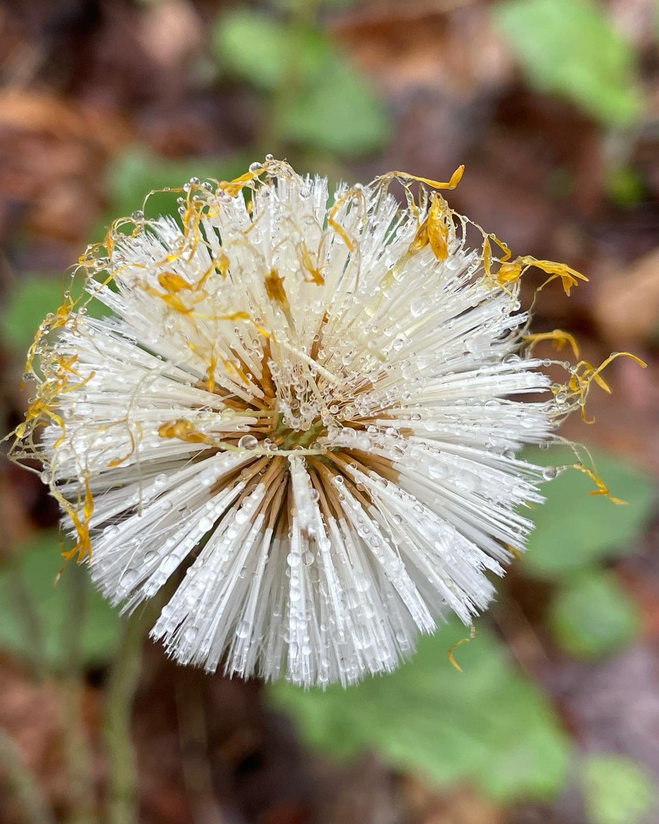 eetreehouses's tweet image. There is so much awesome Nature to be seen
at Ella’s Enchanted Treehouses!
eetreehouses.com
Come experience all of nature’s daily miracles! 
Book Today! #itsepic #enjoytheshow #treehouseshow #naturetime #forestfun #esploremore #adventureseekerswelcome #liveinthewoods