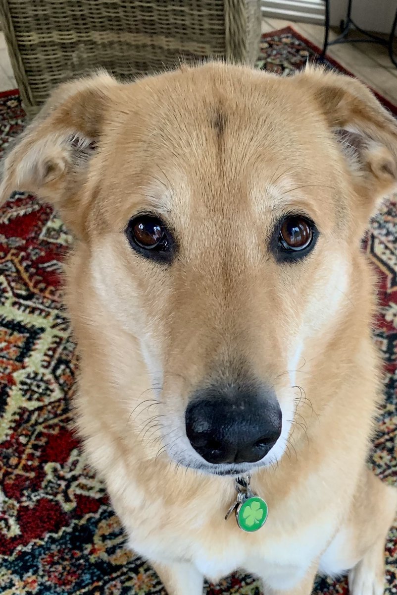 bryancallaghan's tweet photo. If you’re lucky enough to be born on #stpaddysday, you’ve certainly earned your #LuckoftheIrish dog tag. 

Happy Birthday Lucy! 🎂☘️

#HappyStPatricksDay https://t.co/WuV48lKWzR