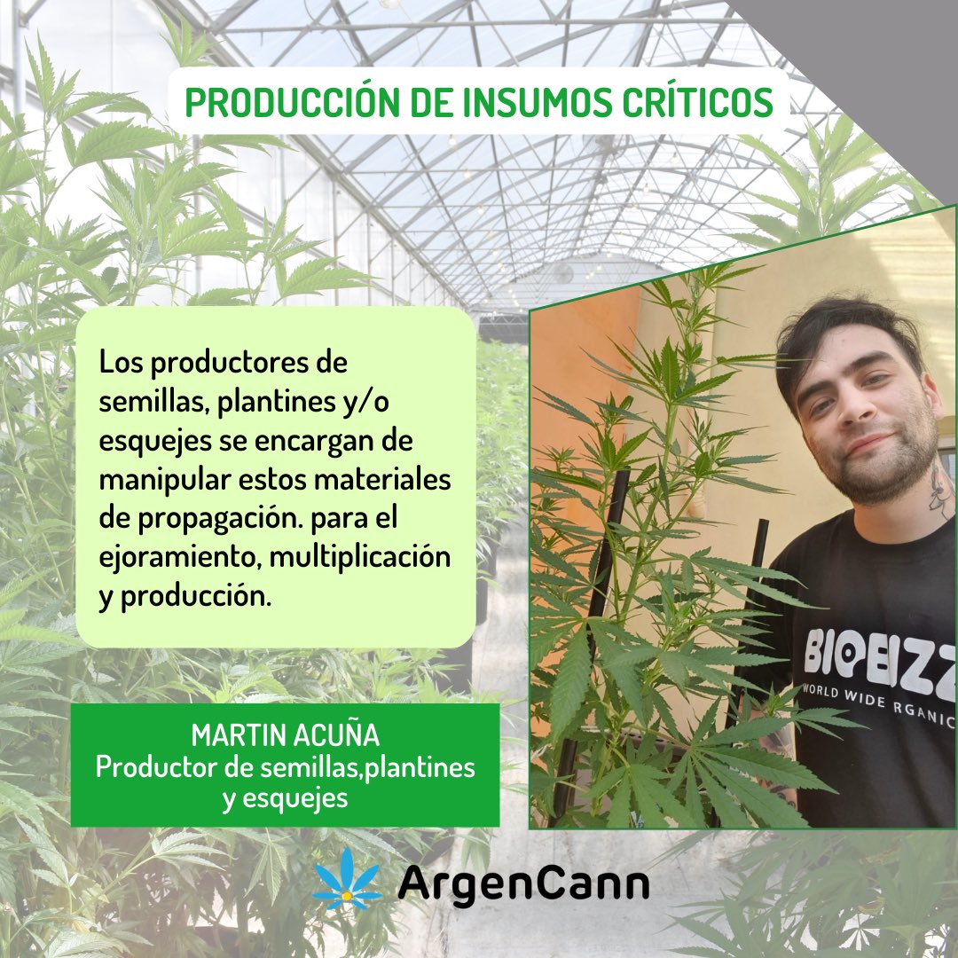 ArgenCann's tweet photo. 🌱Martín Acuña-Productor de semillas, esquejes y plantines https://t.co/6TA5UwgDvr