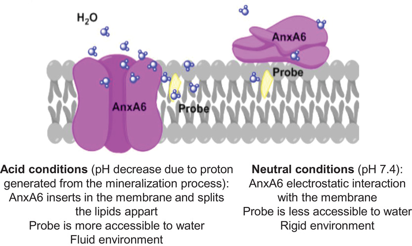 ISEV_Journals's tweet photo. April 2022, Yubo Wang et al pointed to a possible mechanism of AnxA6 translocation in #matrixvesicles from the surface of the internal leaflet into the phospholipid bilayer upon lumen acidification during formation of apatite. Read it👉https://t.co/2bzZA0ecyC #OneYearinJExBio https://t.co/vtUtywxBwX