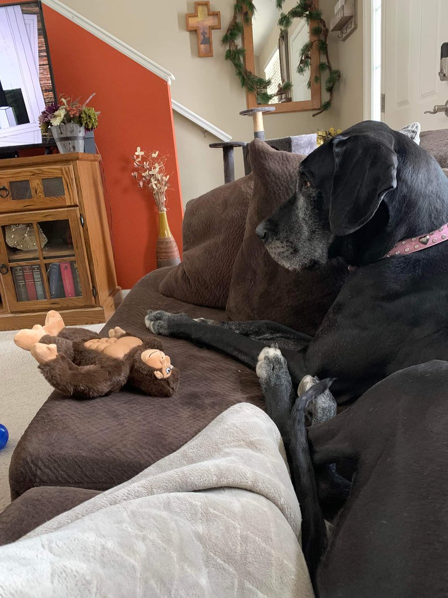 Great Dane Rescue CO (@RMGDRI) / Posts / X