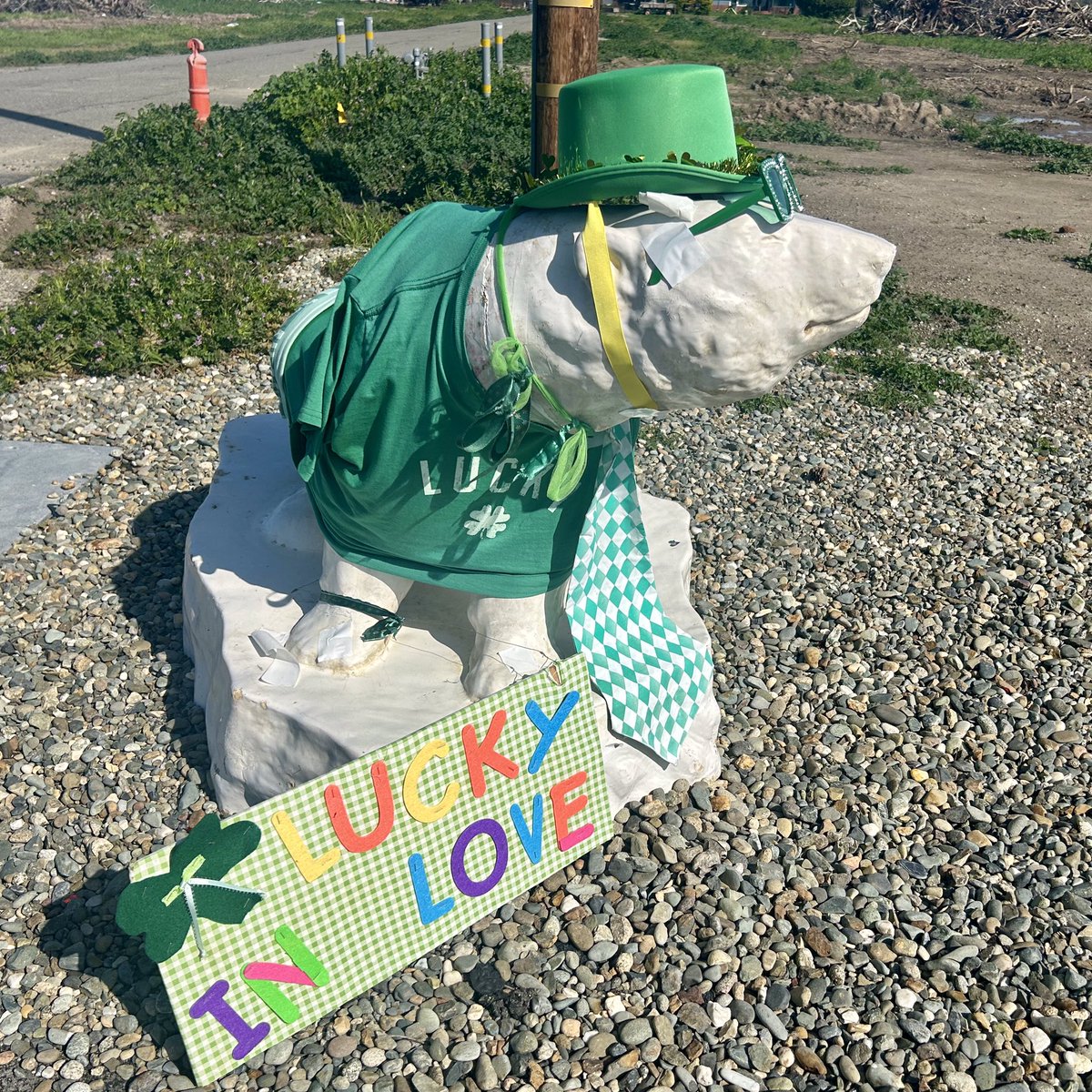 Happy St Patricks Day, this is Love.  He lives across the #sacramentoriver from us in #suttercounty @CountyofSutter @SeeYubaSutter #sacvalley @NCWATweets