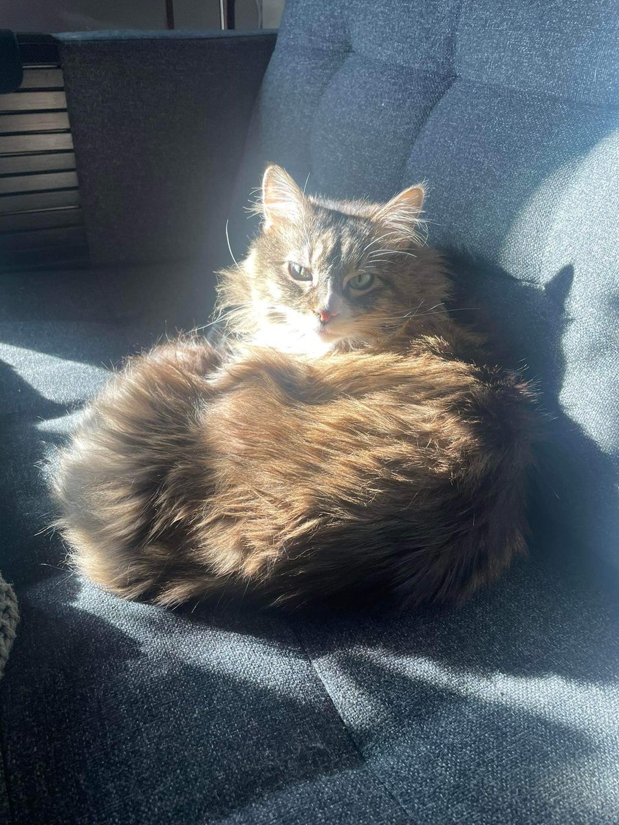 it’s kikyo’s birthday! she’s 10!!! 🎉